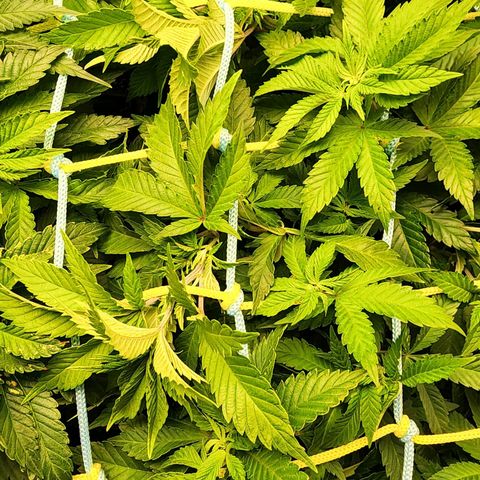 Wembley  growlog timeline photo