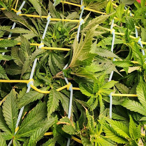 Wembley  growlog timeline photo