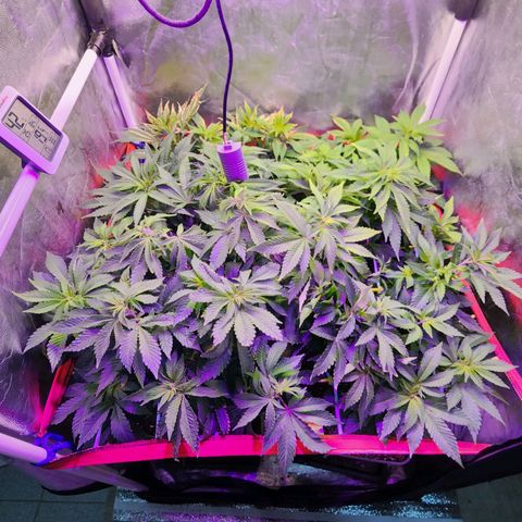 Wembley  growlog timeline photo