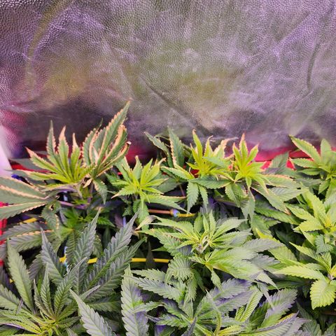 Wembley  growlog timeline photo