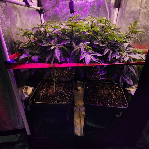 Wembley  growlog timeline photo