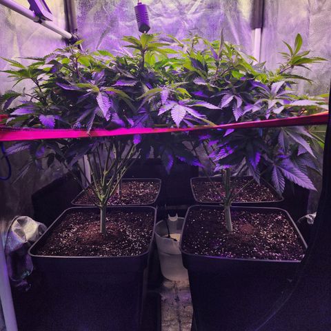 Wembley  growlog timeline photo