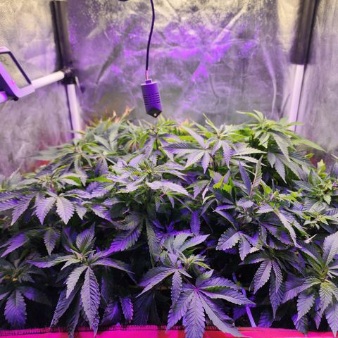 Wembley  growlog timeline photo