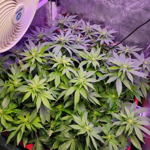 Wembley  growlog timeline photo