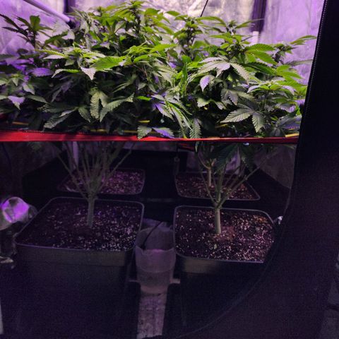 Wembley  growlog timeline photo