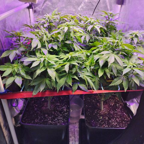 Wembley  growlog timeline photo