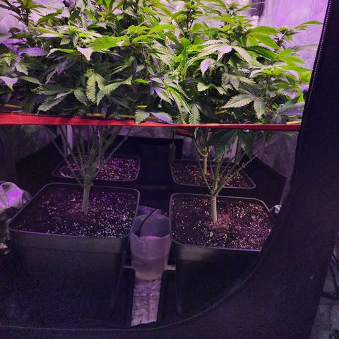 Wembley  growlog timeline photo