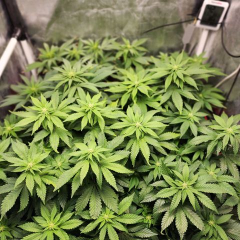 Wembley  growlog timeline photo