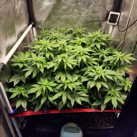 Wembley  growlog timeline photo