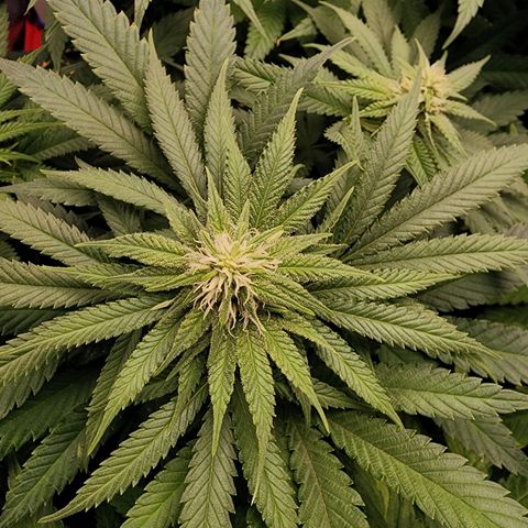 Wembley  growlog timeline photo