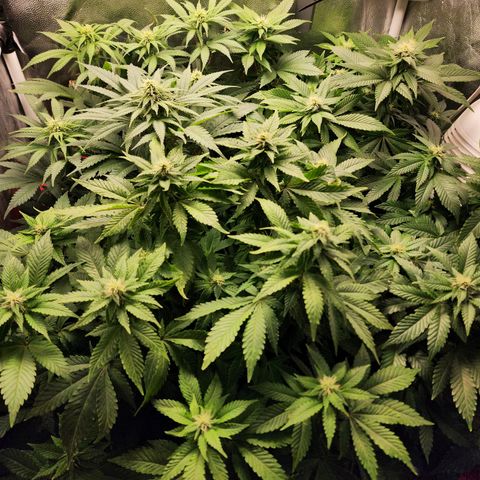 Wembley  growlog timeline photo