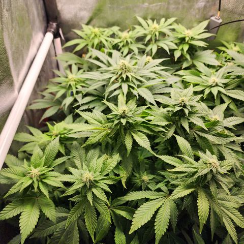 Wembley  growlog timeline photo