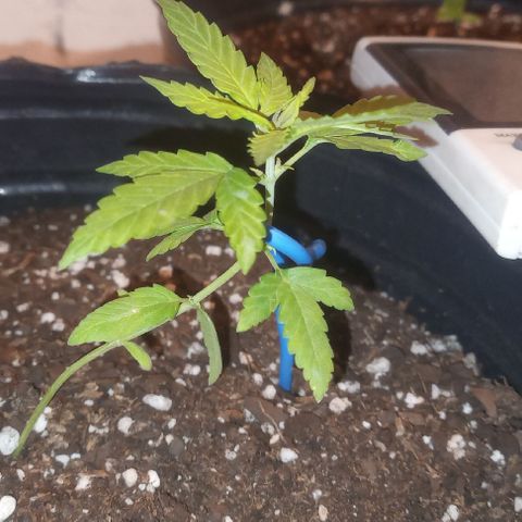 Poison Auto Lst growlog timeline photo