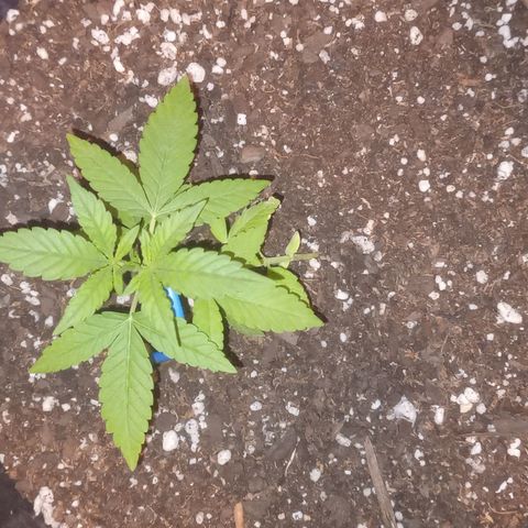 Royal Haze Auto growlog timeline photo