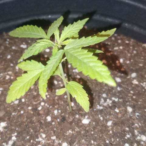 Poison Auto growlog timeline photo
