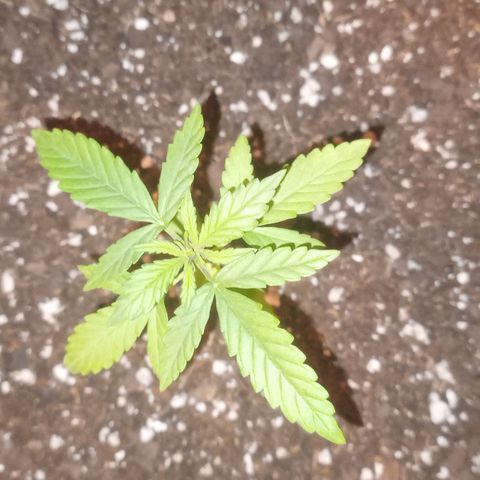 Poison Auto growlog timeline photo
