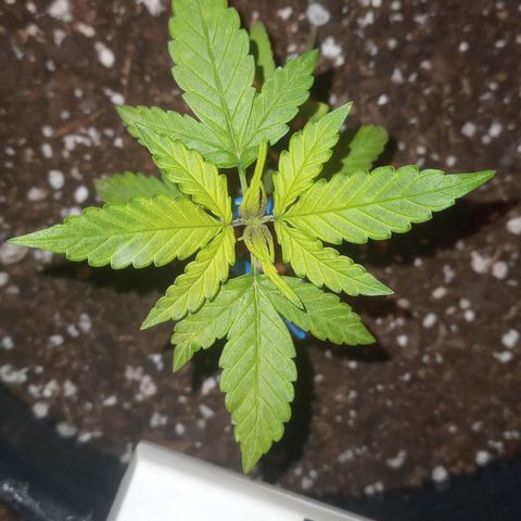 Poison Auto Lst growlog timeline photo