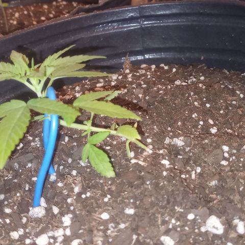 Royal Haze Auto growlog timeline photo