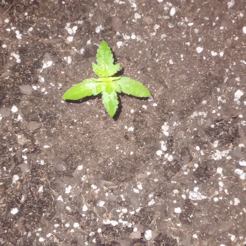 Poison Auto Lst growlog timeline photo
