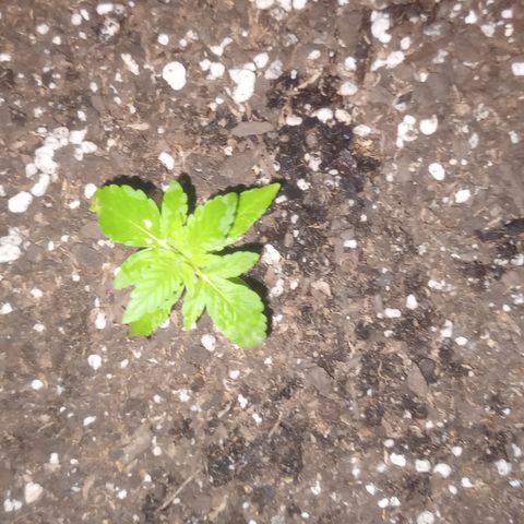 Royal Haze Auto growlog timeline photo