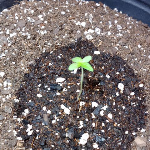 Royal Haze Auto growlog timeline photo