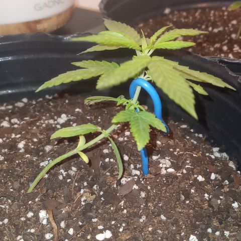 Poison Auto Lst growlog timeline photo