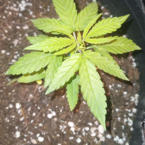 Poison Auto Lst growlog timeline photo