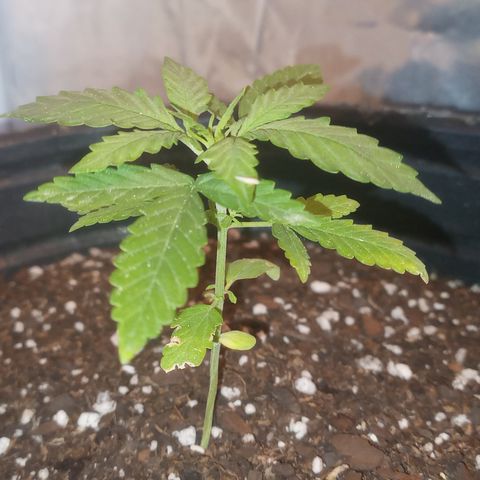 Poison Auto growlog timeline photo