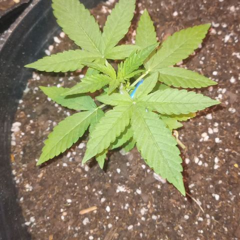 Royal Haze Auto growlog timeline photo