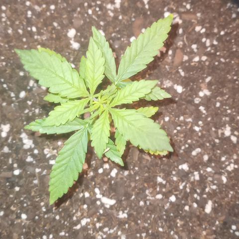 Poison Auto growlog timeline photo
