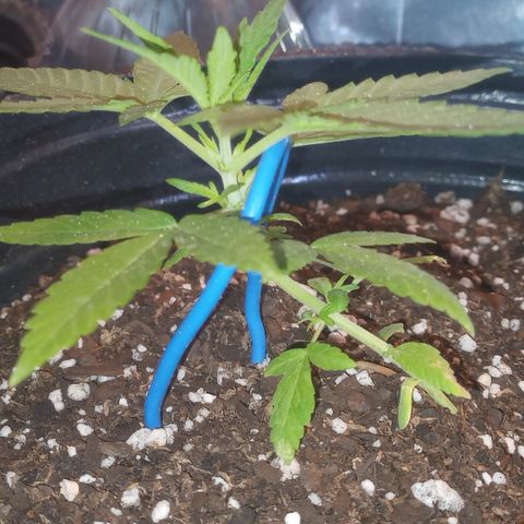 Royal Haze Auto growlog timeline photo