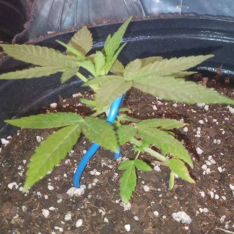 Royal Haze Auto growlog timeline photo