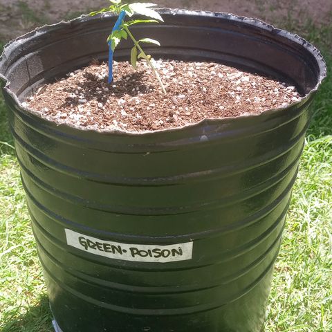 Poison Auto Lst growlog timeline photo