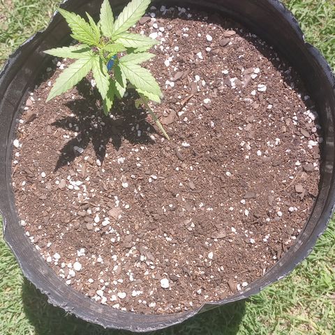 Poison Auto Lst growlog timeline photo