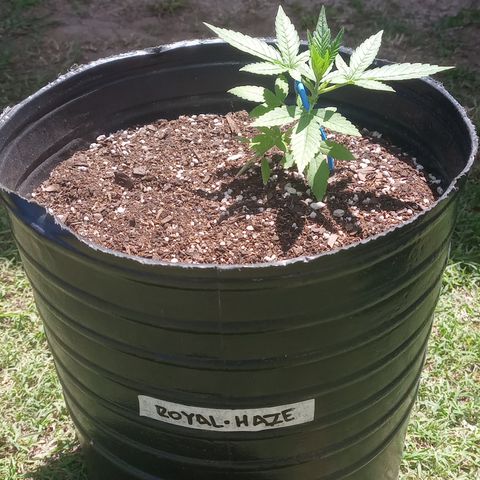 Royal Haze Auto growlog timeline photo