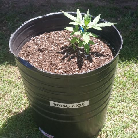 Royal Haze Auto growlog timeline photo