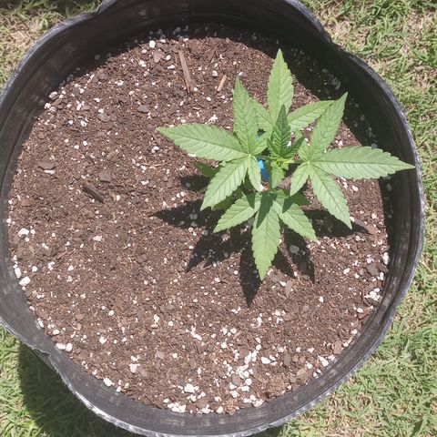 Royal Haze Auto growlog timeline photo