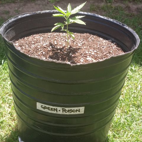 Poison Auto growlog timeline photo