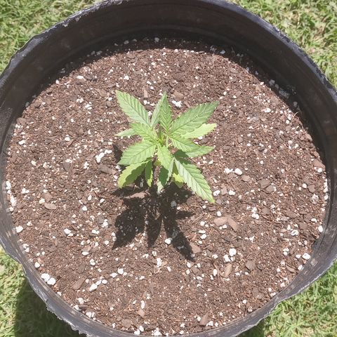 Poison Auto growlog timeline photo