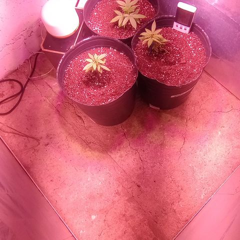 Poison Auto Lst growlog timeline photo
