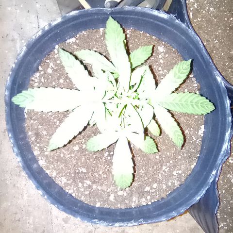 Poison Auto growlog timeline photo