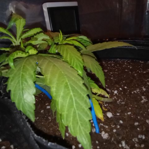 Poison Auto Lst growlog timeline photo