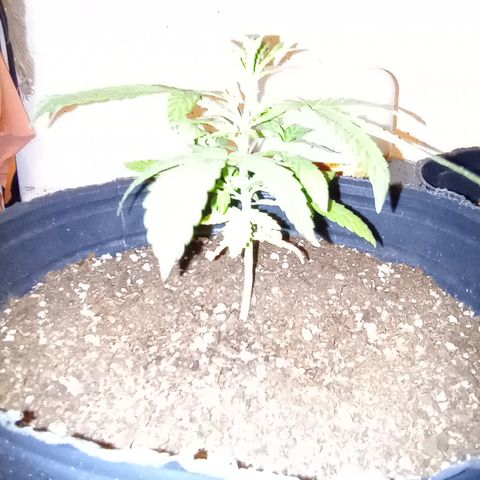 Poison Auto growlog timeline photo