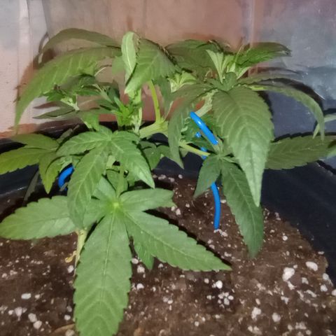 Royal Haze Auto growlog timeline photo