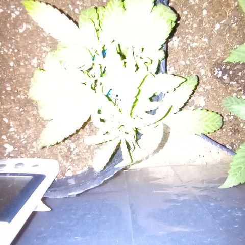Poison Auto Lst growlog timeline photo