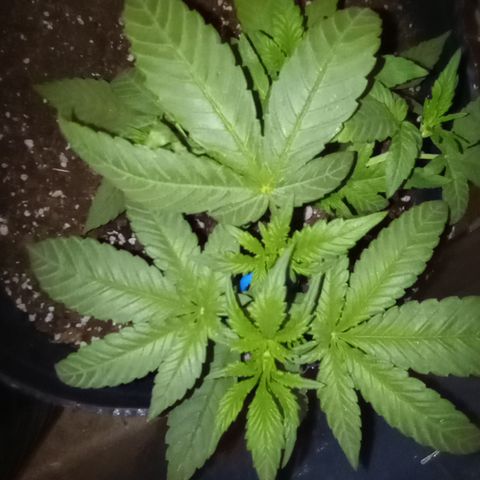 Royal Haze Auto growlog timeline photo