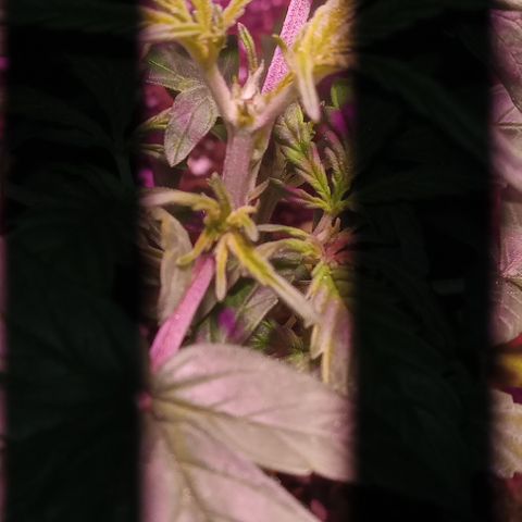 Poison Auto growlog timeline photo