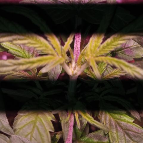 Poison Auto growlog timeline photo