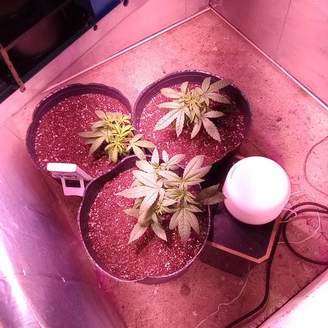 Poison Auto Lst growlog timeline photo