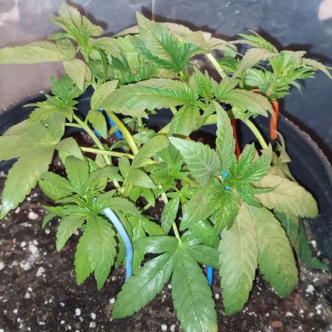 Royal Haze Auto growlog timeline photo